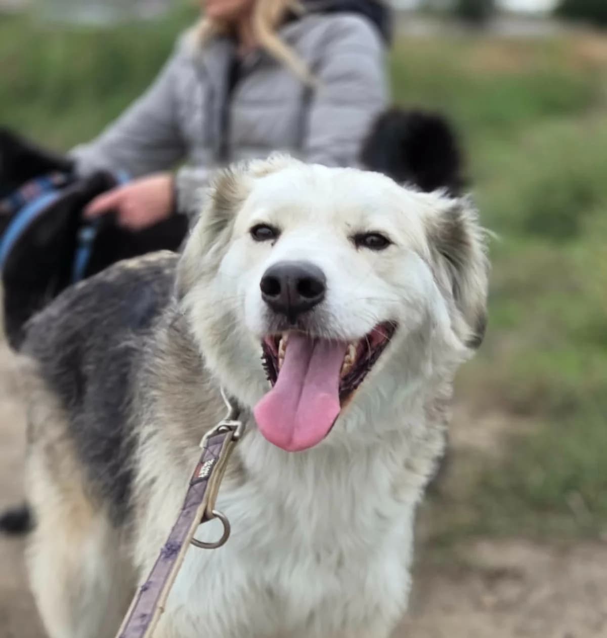 Kiko, Nov 2022, male Mixed Breed for adoption at Barking Mad Dog Rescue