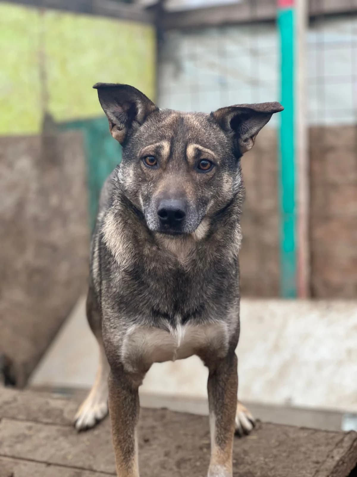 Kyle, July 2021, male Mixed Breed for adoption at Barking Mad Dog Rescue