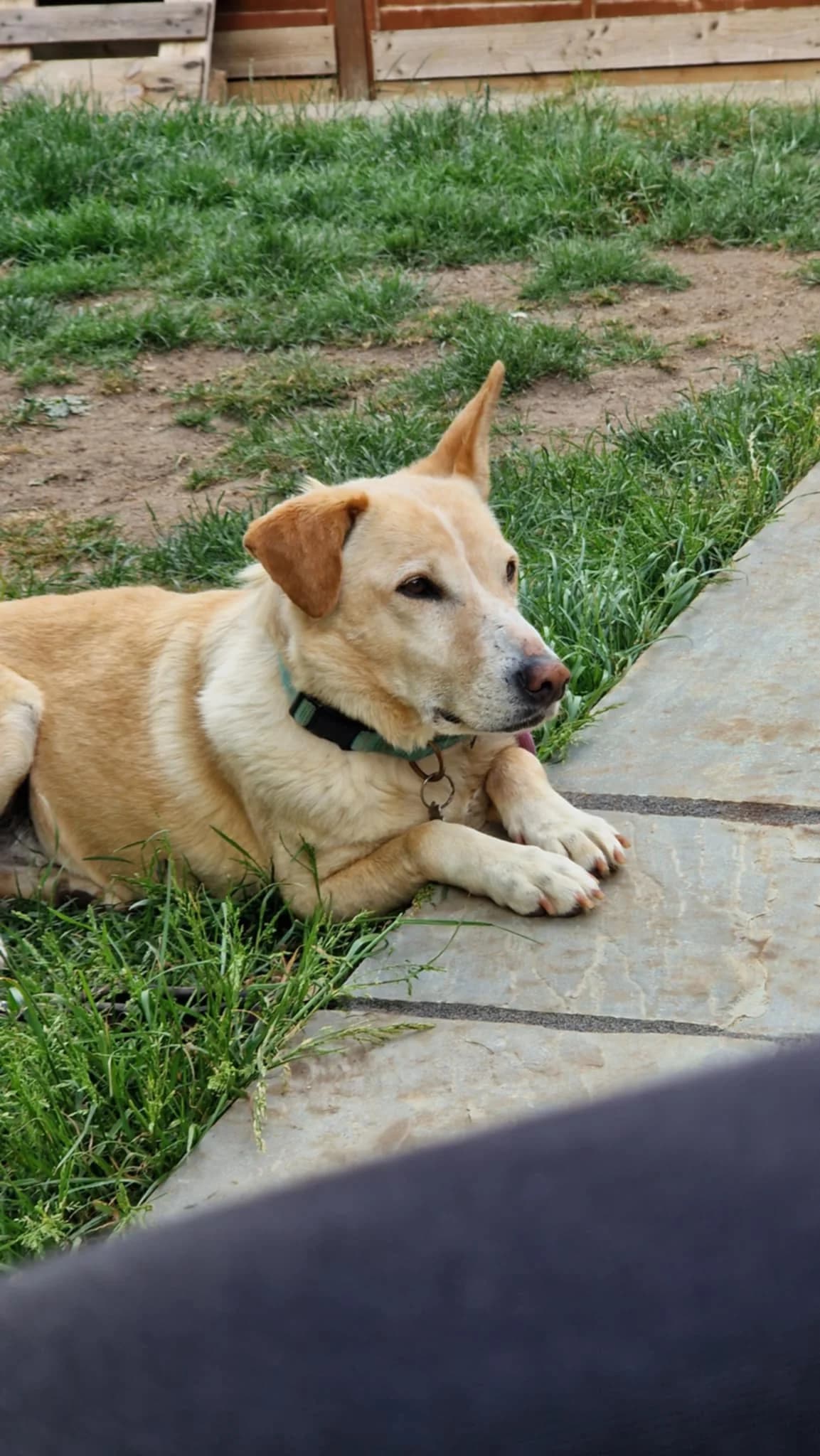 Long term foster, male Mixed Breed for adoption at Barking Mad Dog Rescue