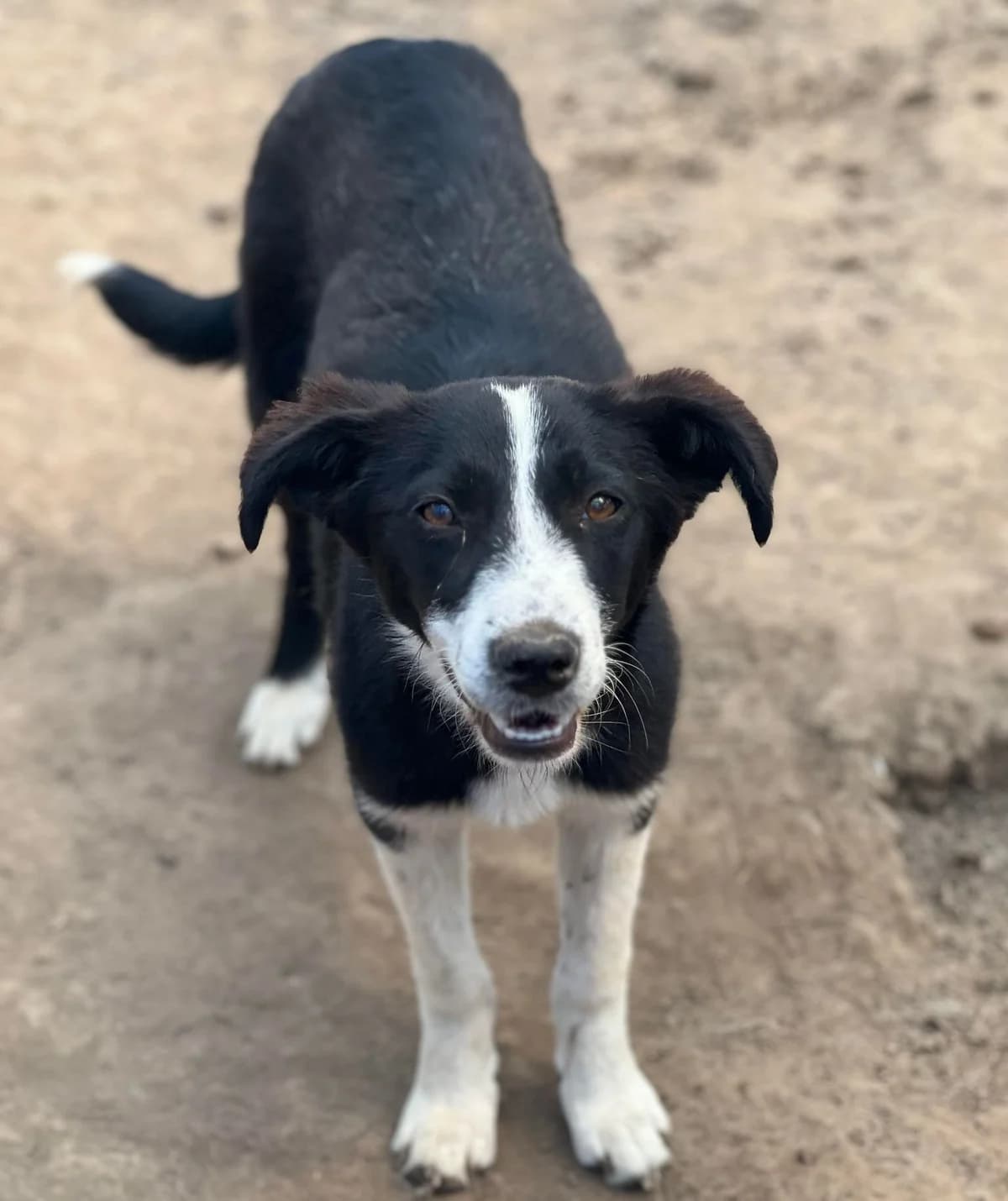 Leni, Dec 2022, female Mixed Breed for adoption at Barking Mad Dog Rescue