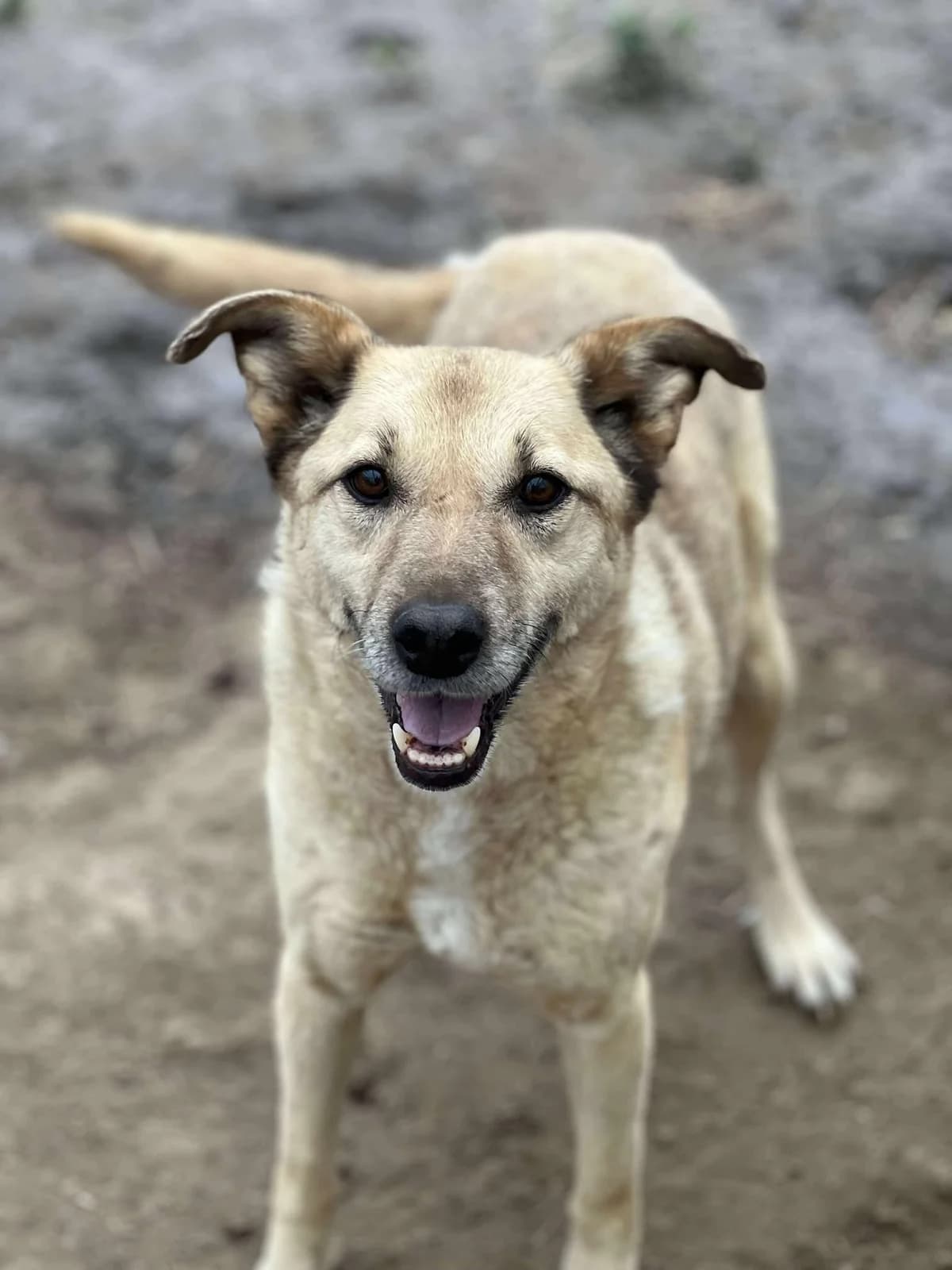 Lincoln, Jan 2018, male Mixed Breed for adoption at Barking Mad Dog Rescue