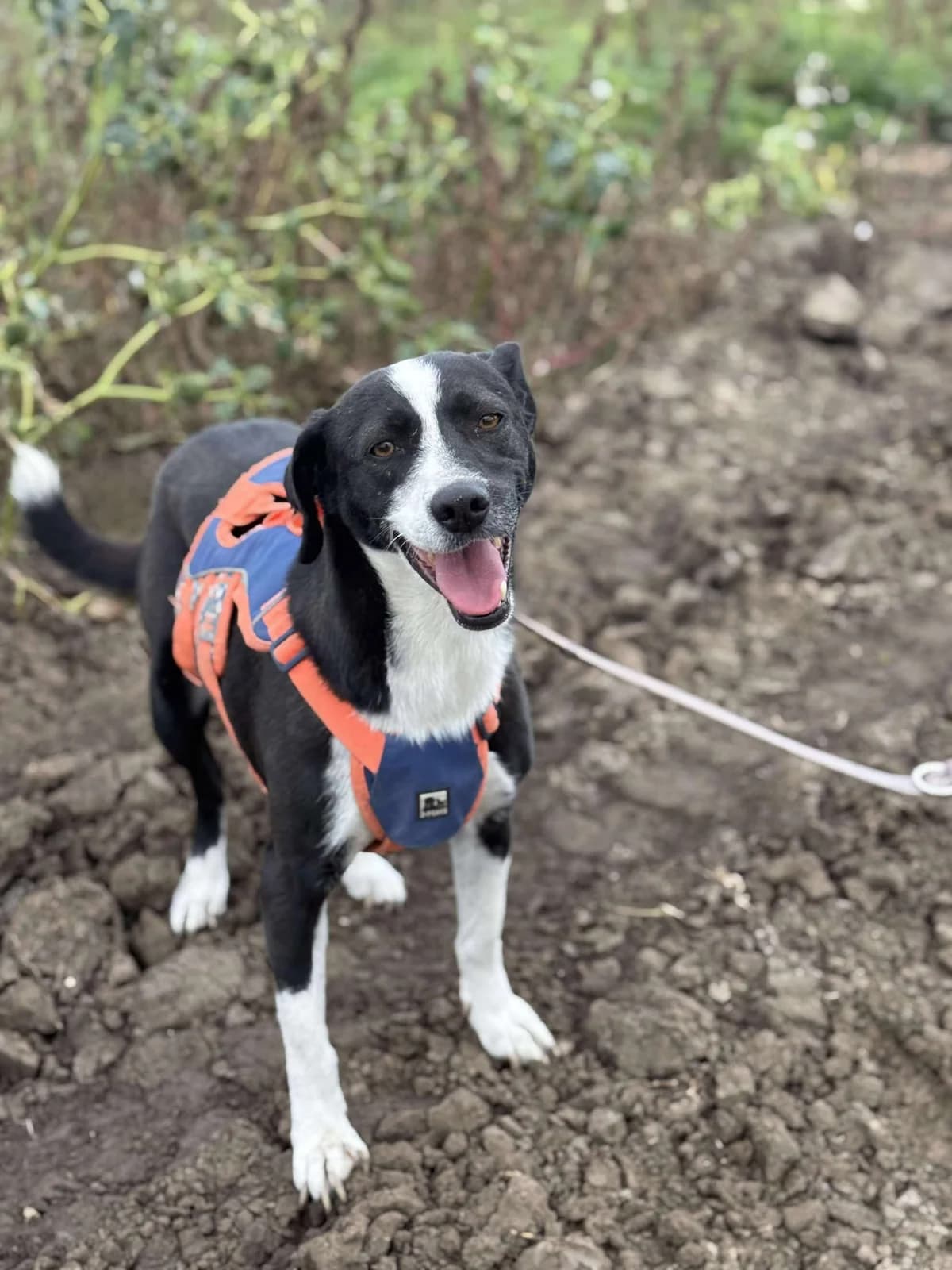 Lisa, Dec 2020, female Mixed Breed for adoption at Barking Mad Dog Rescue