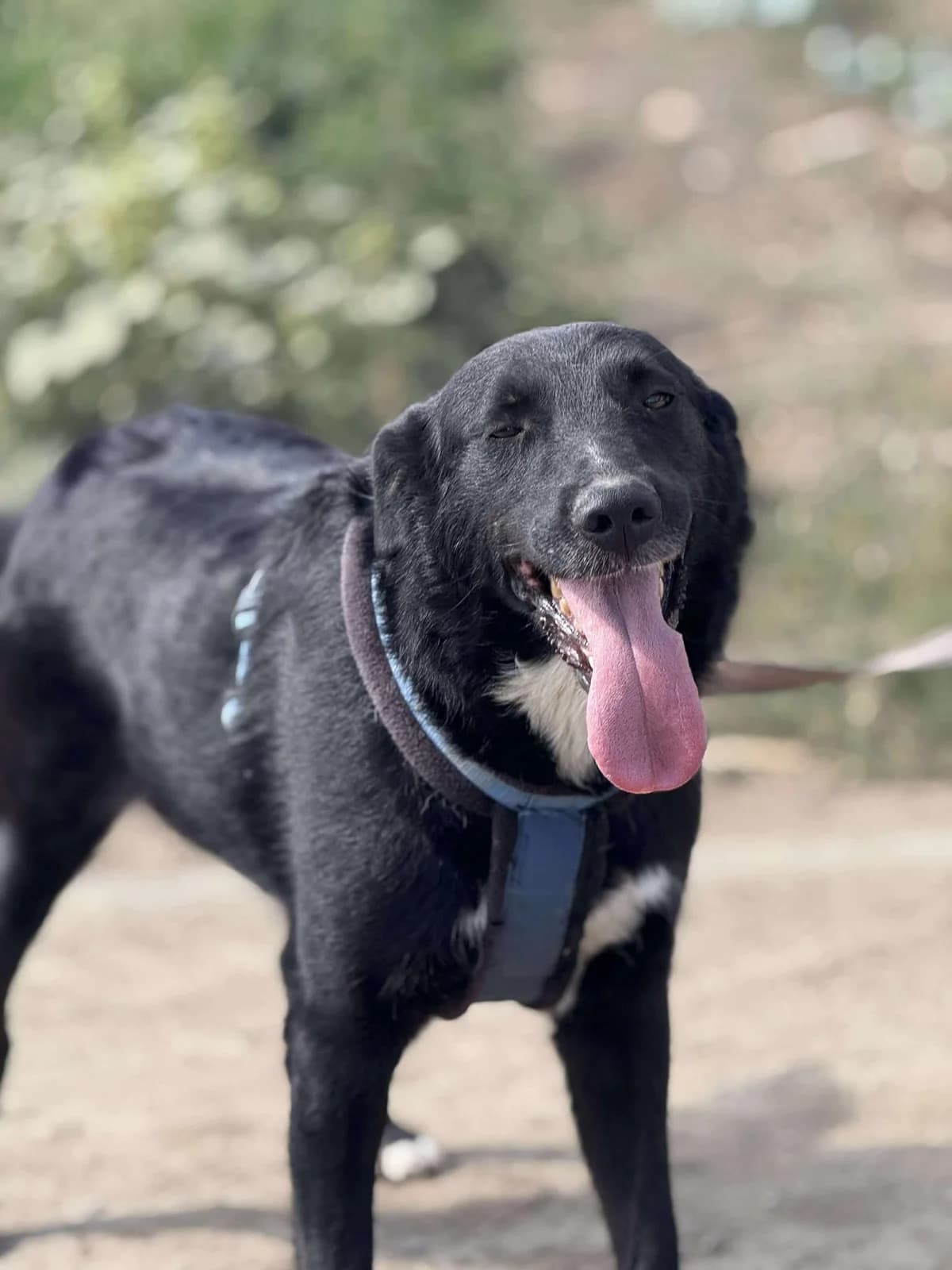 Luca, April 2022, male Mixed Breed for adoption at Barking Mad Dog Rescue