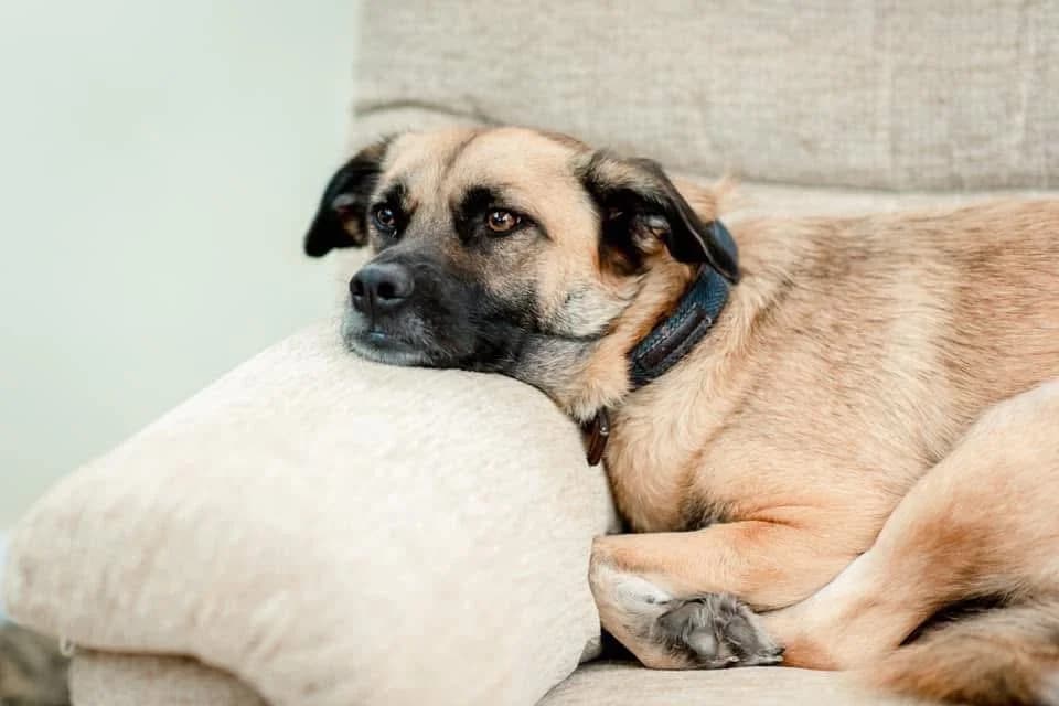 Long term foster, female Mixed Breed for adoption at Barking Mad Dog Rescue