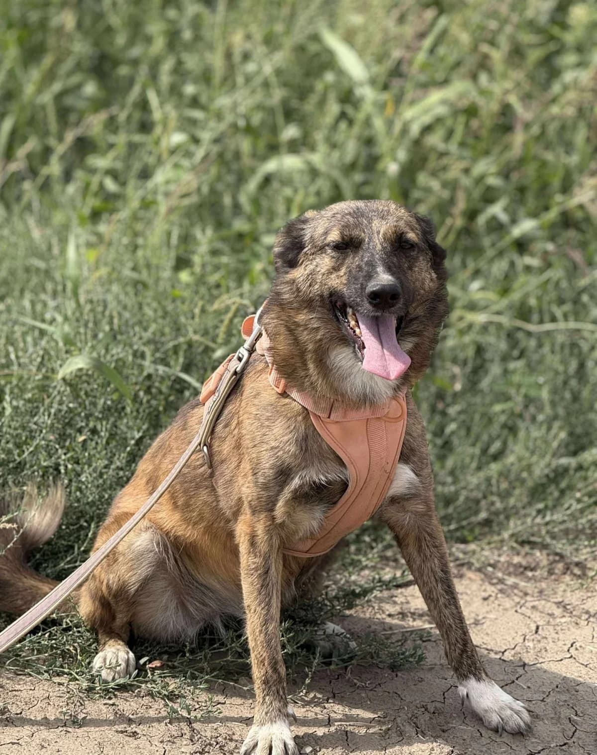Melissa, July 2021, female Mixed Breed for adoption at Barking Mad Dog Rescue