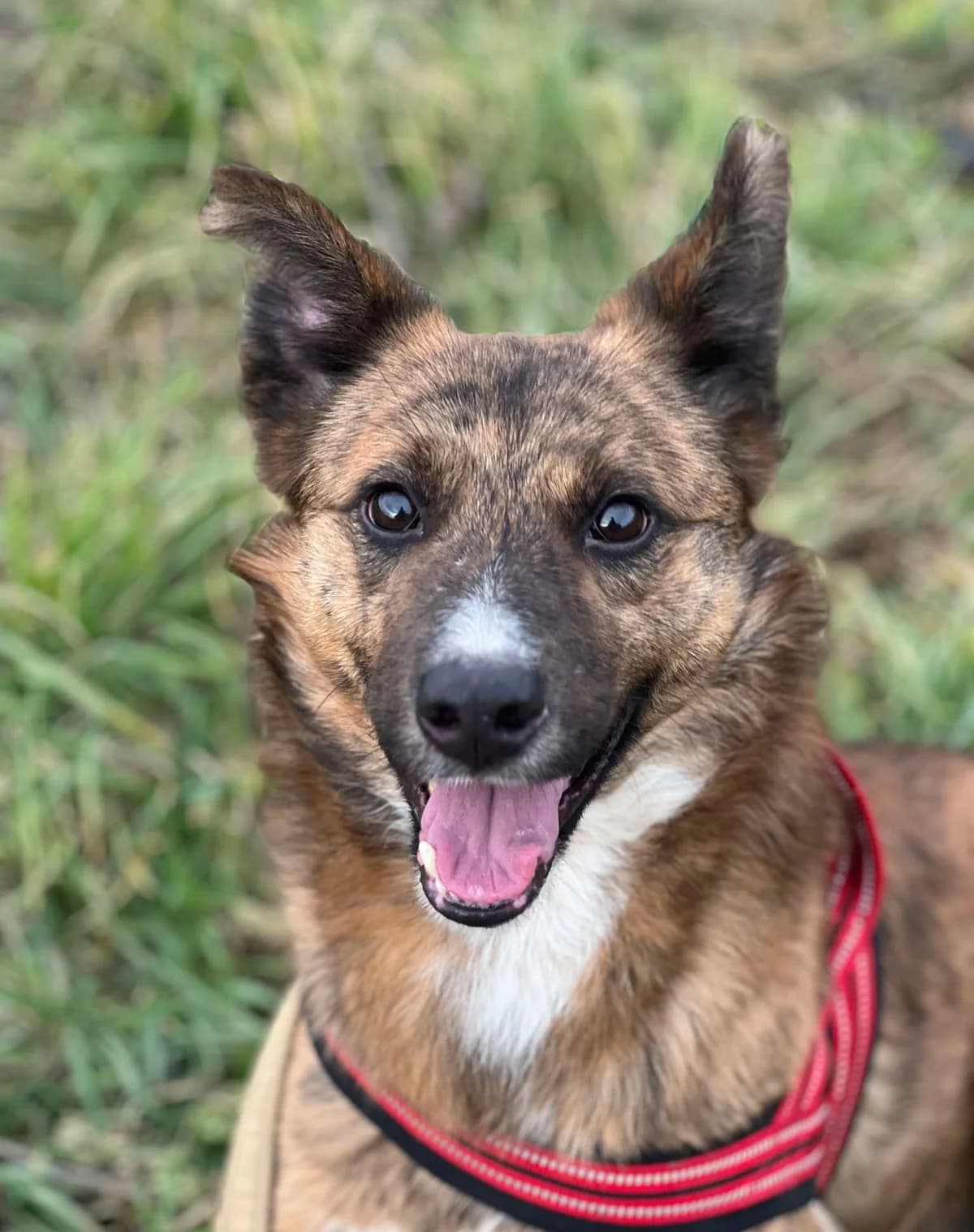 Michael, July 2021, male Mixed Breed for adoption at Barking Mad Dog Rescue