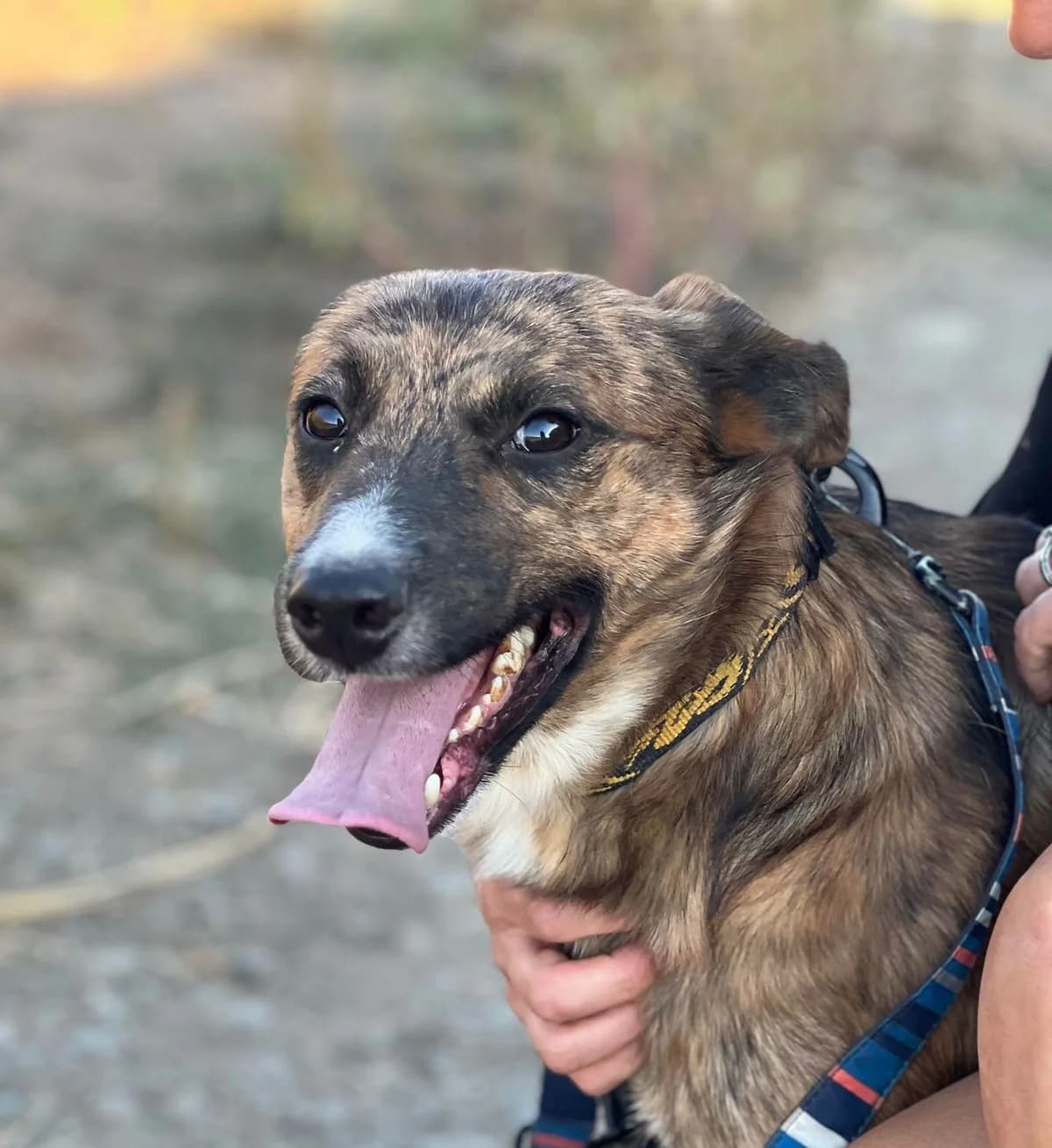 Michael, July 2021, male Mixed Breed for adoption at Barking Mad Dog Rescue