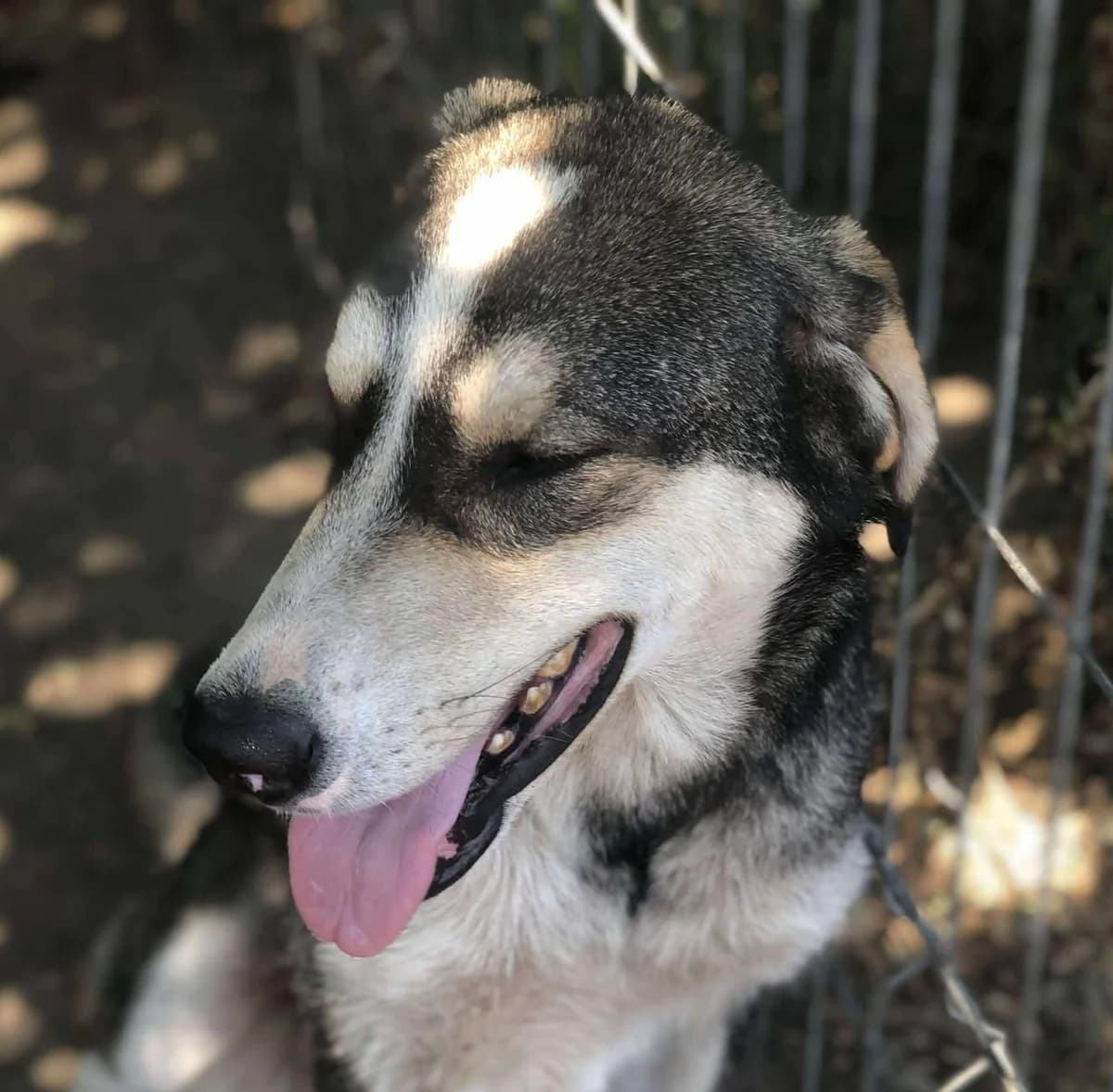 Olaf, Aug 2023, male Mixed Breed for adoption at Barking Mad Dog Rescue