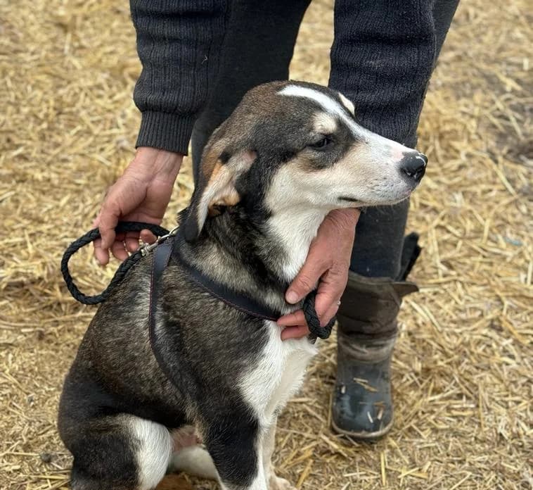 Olaf, Aug 2023, male Mixed Breed for adoption at Barking Mad Dog Rescue