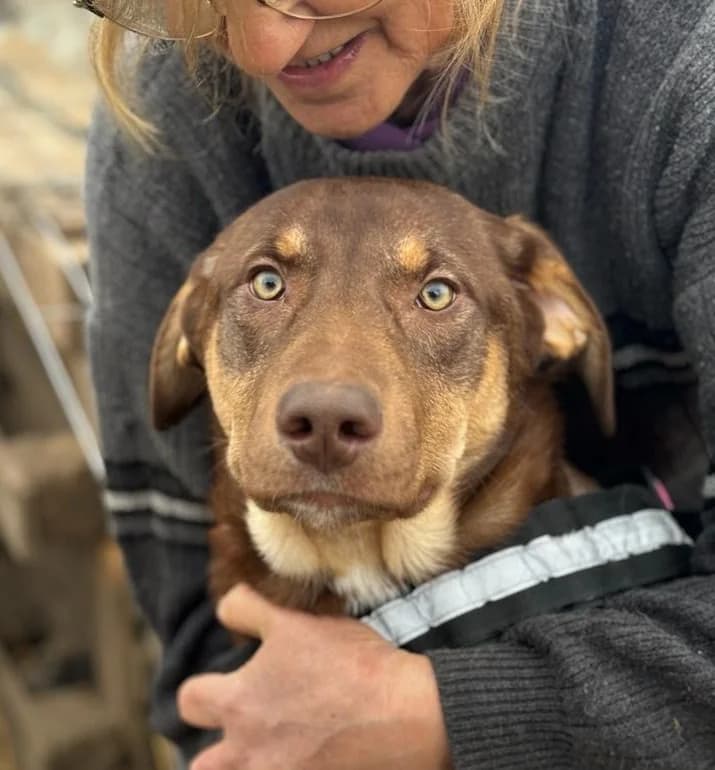 Olga, Aug 2023, female Mixed Breed for adoption at Barking Mad Dog Rescue
