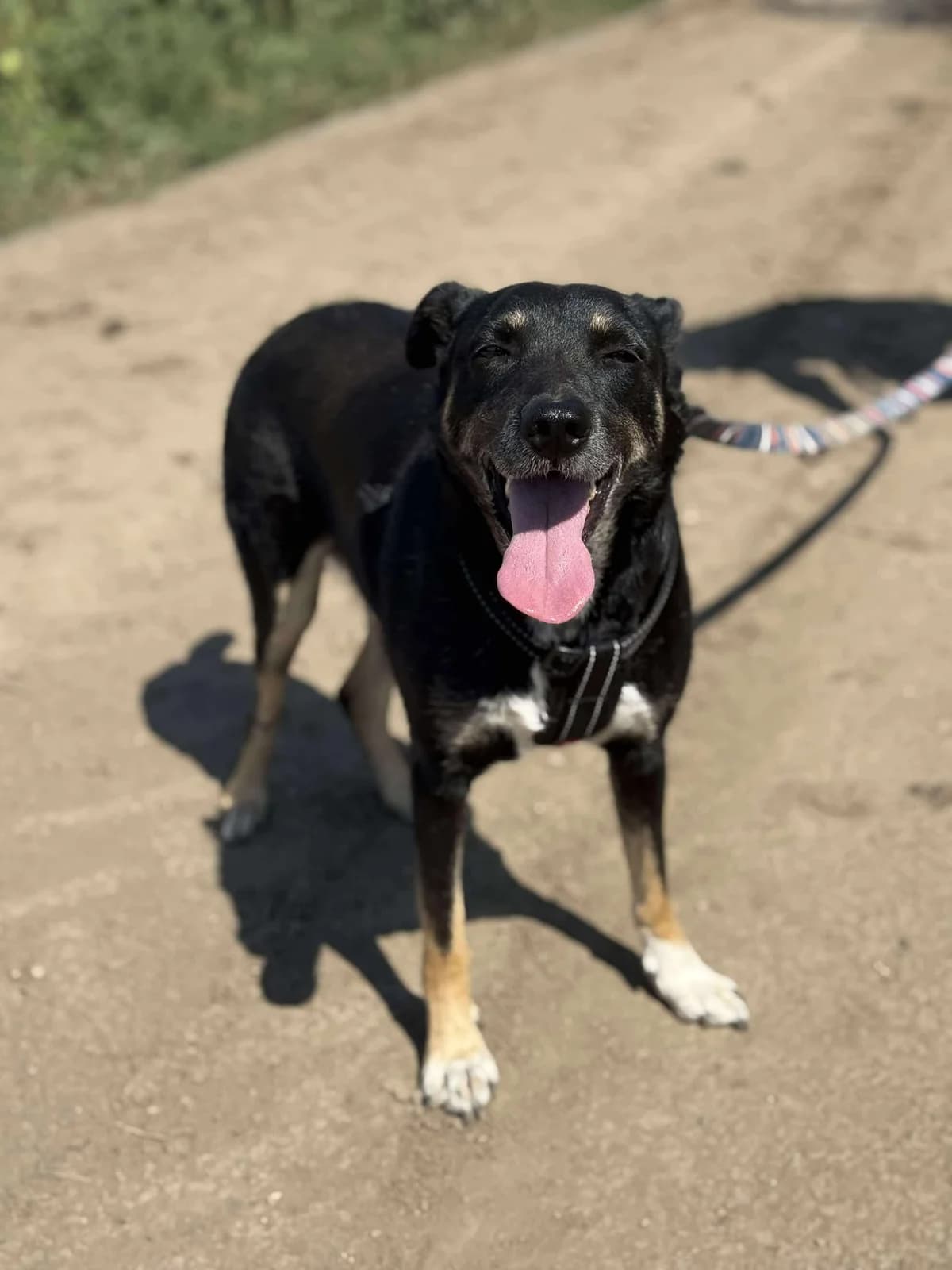 Otis, July 2022, male Mixed Breed for adoption at Barking Mad Dog Rescue