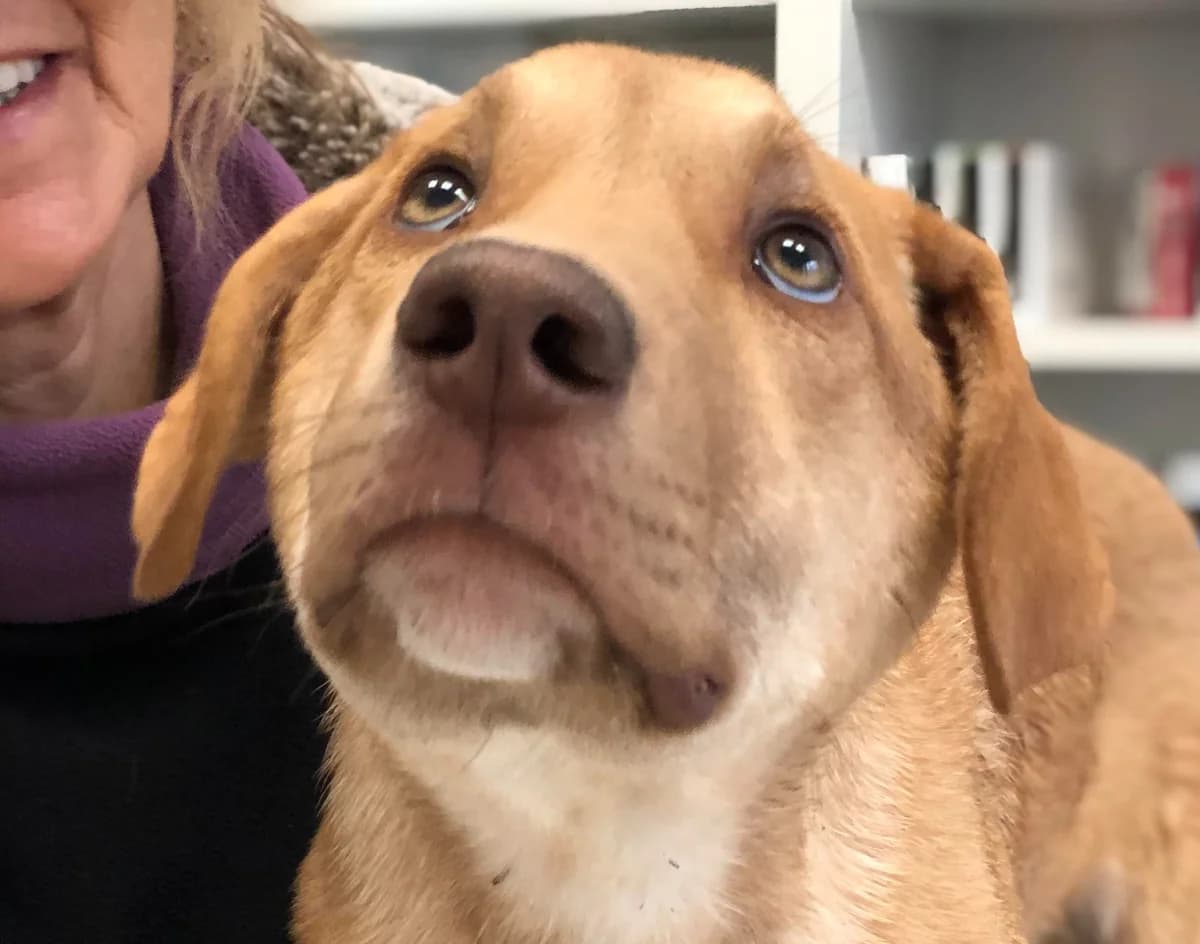 Ozzie, Aug 2023, male Mixed Breed for adoption at Barking Mad Dog Rescue