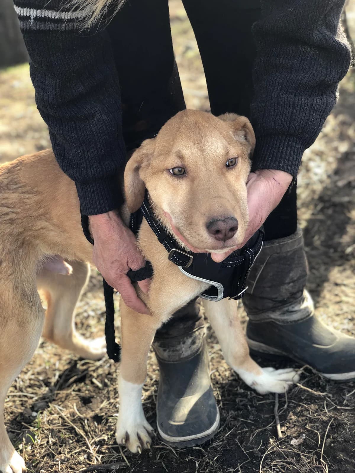 Ozzie, Aug 2023, male Mixed Breed for adoption at Barking Mad Dog Rescue