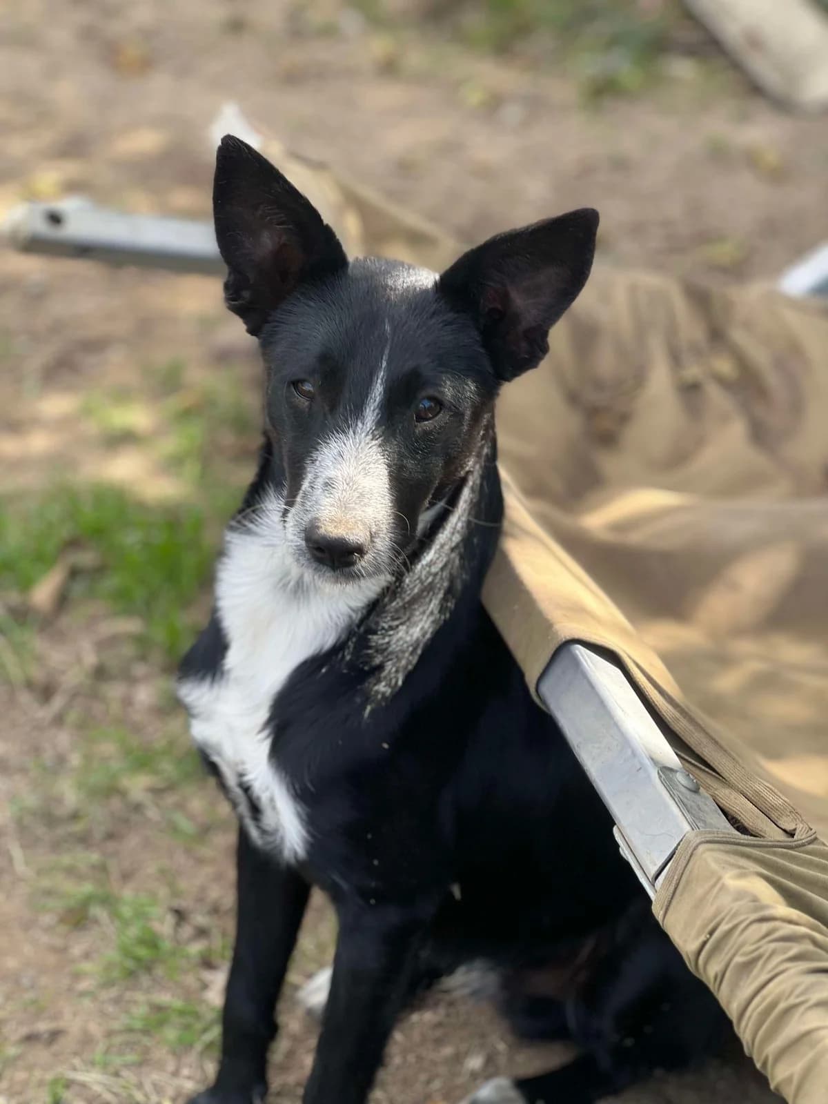 Piki, Feb 2024, male Mixed Breed for adoption at Barking Mad Dog Rescue