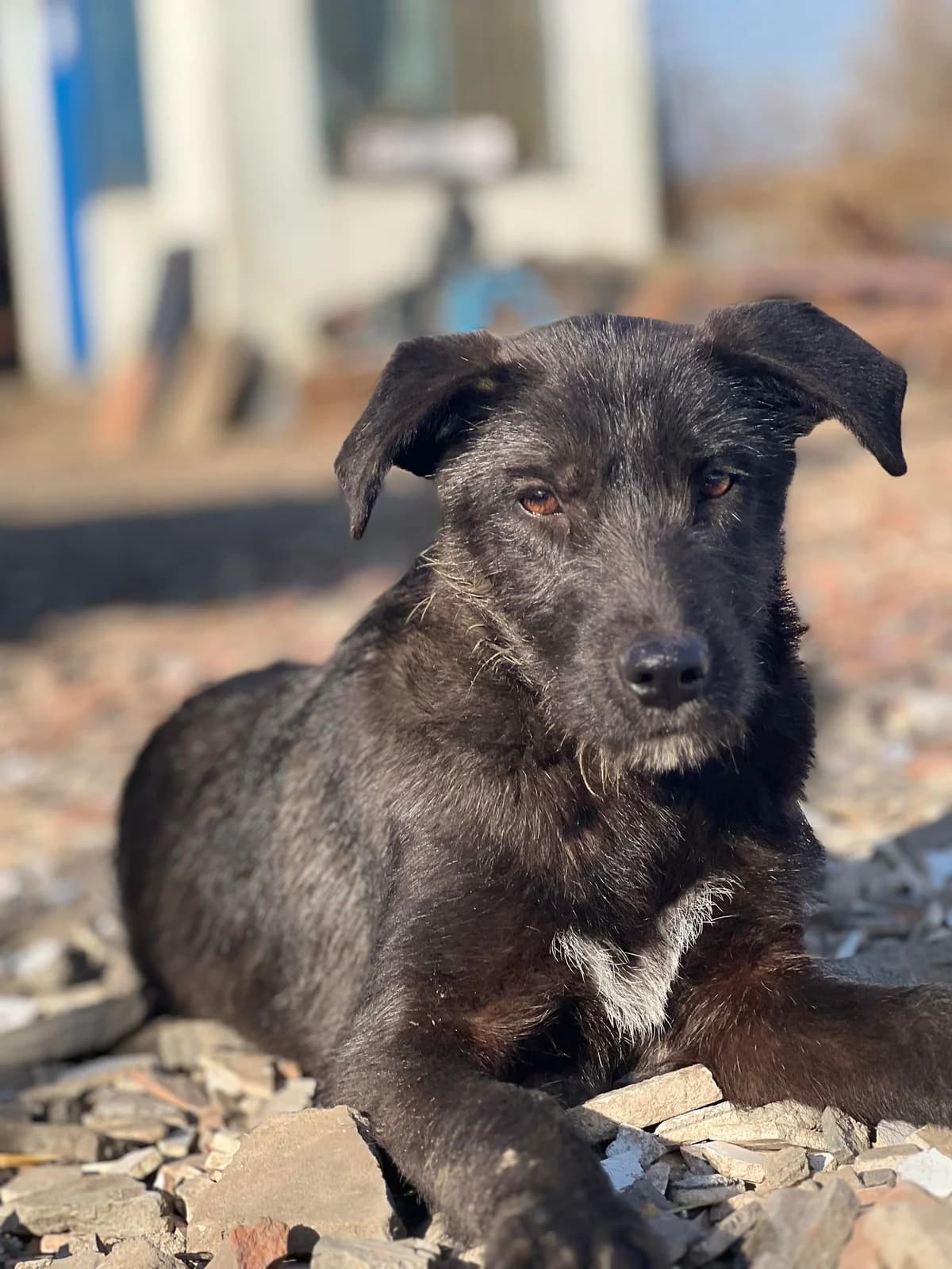Quentin, July 2023, male Mixed Breed for adoption at Barking Mad Dog Rescue