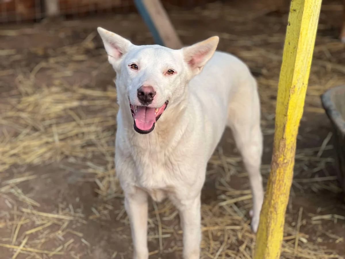 Ruby, April 2023, female Mixed Breed for adoption at Barking Mad Dog Rescue