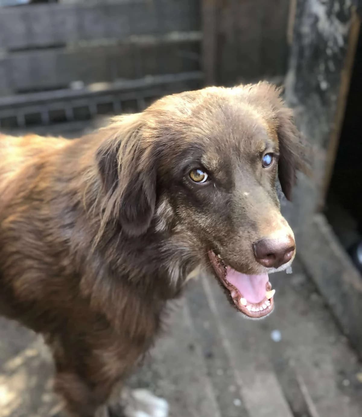 Sarah, April 2024, female Mixed Breed for adoption at Barking Mad Dog Rescue