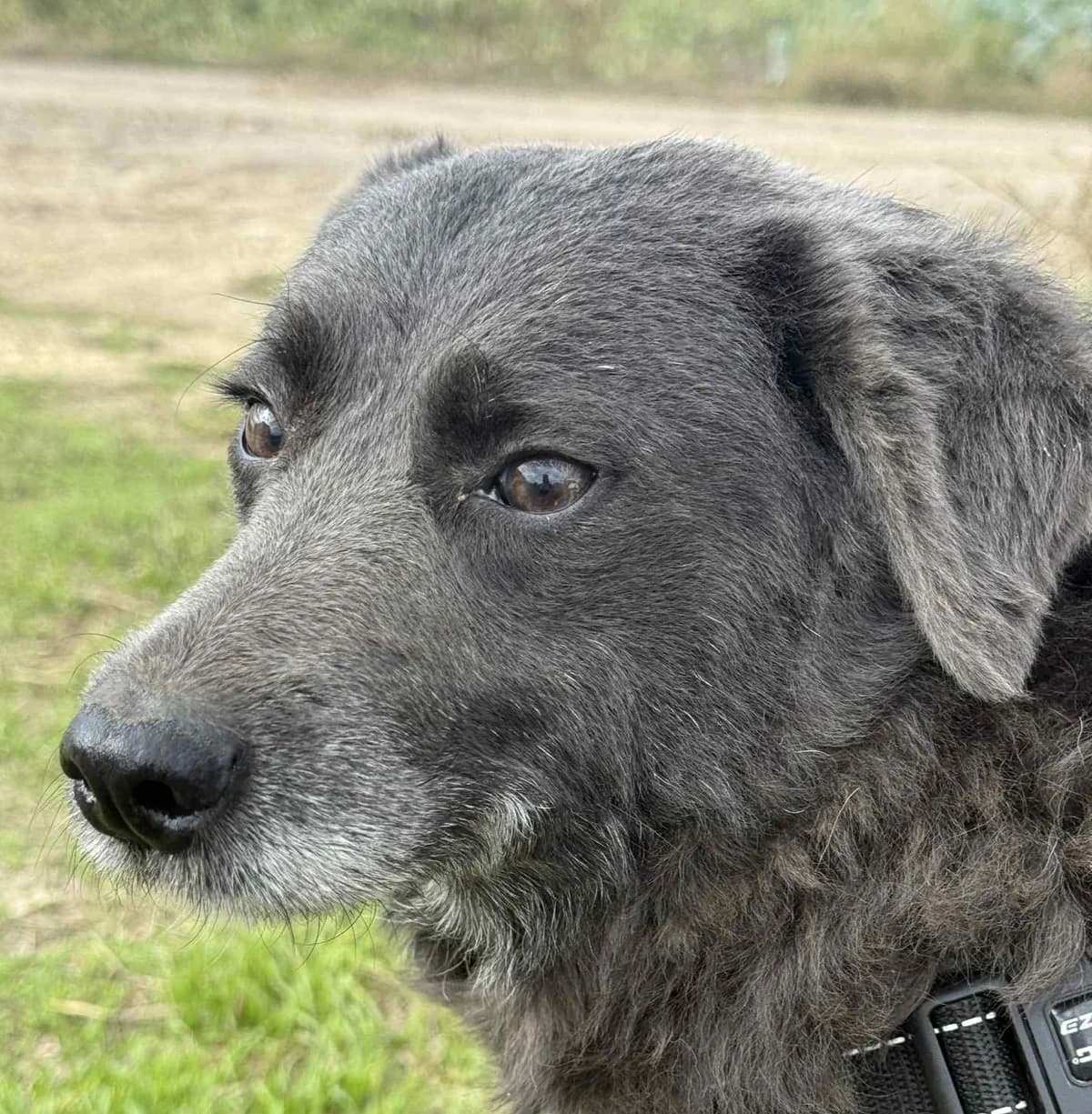 Hull, female Mixed Breed for adoption at Barking Mad Dog Rescue