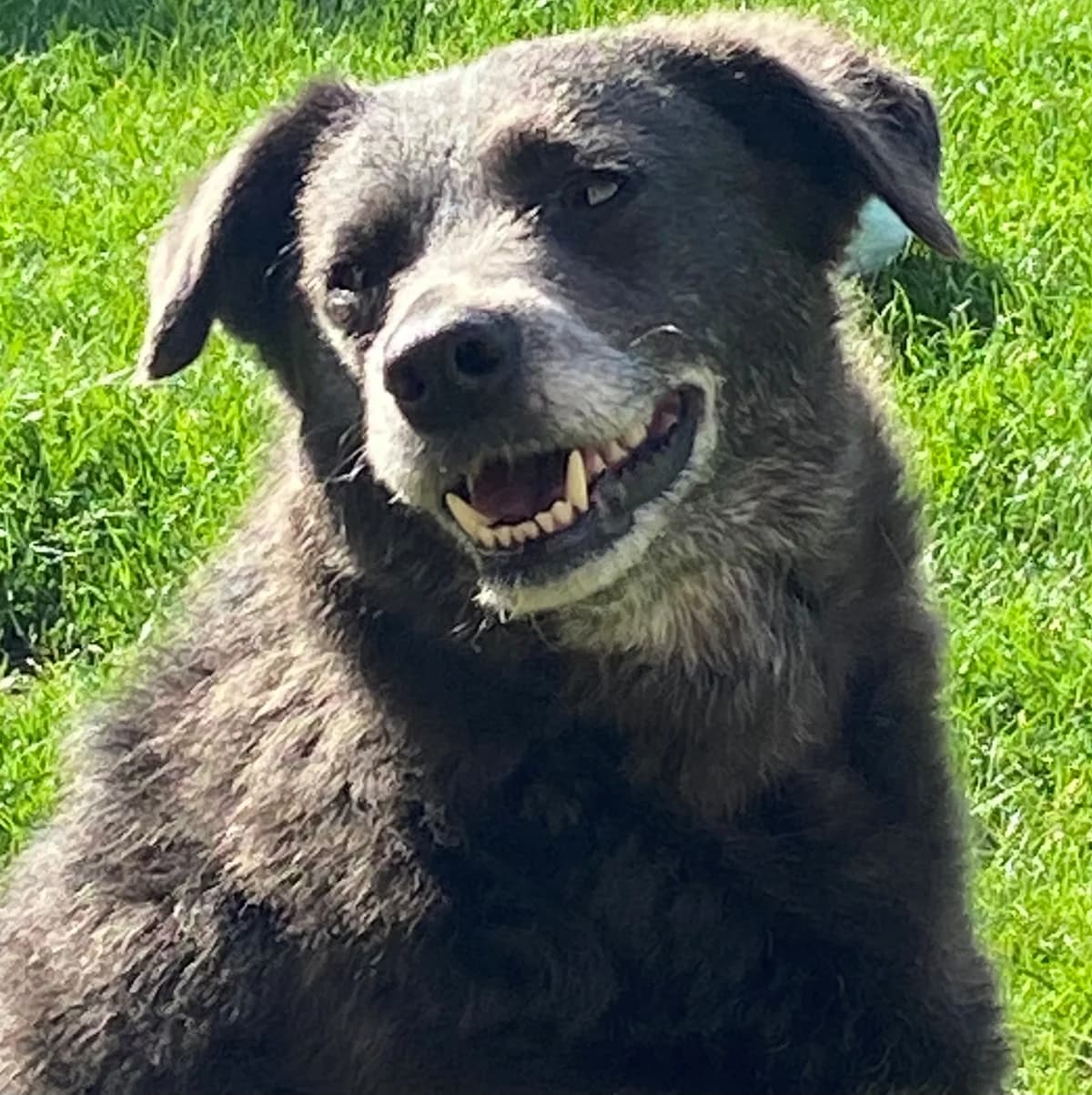 Hull, Mixed Breed for adoption at Barking Mad Dog Rescue