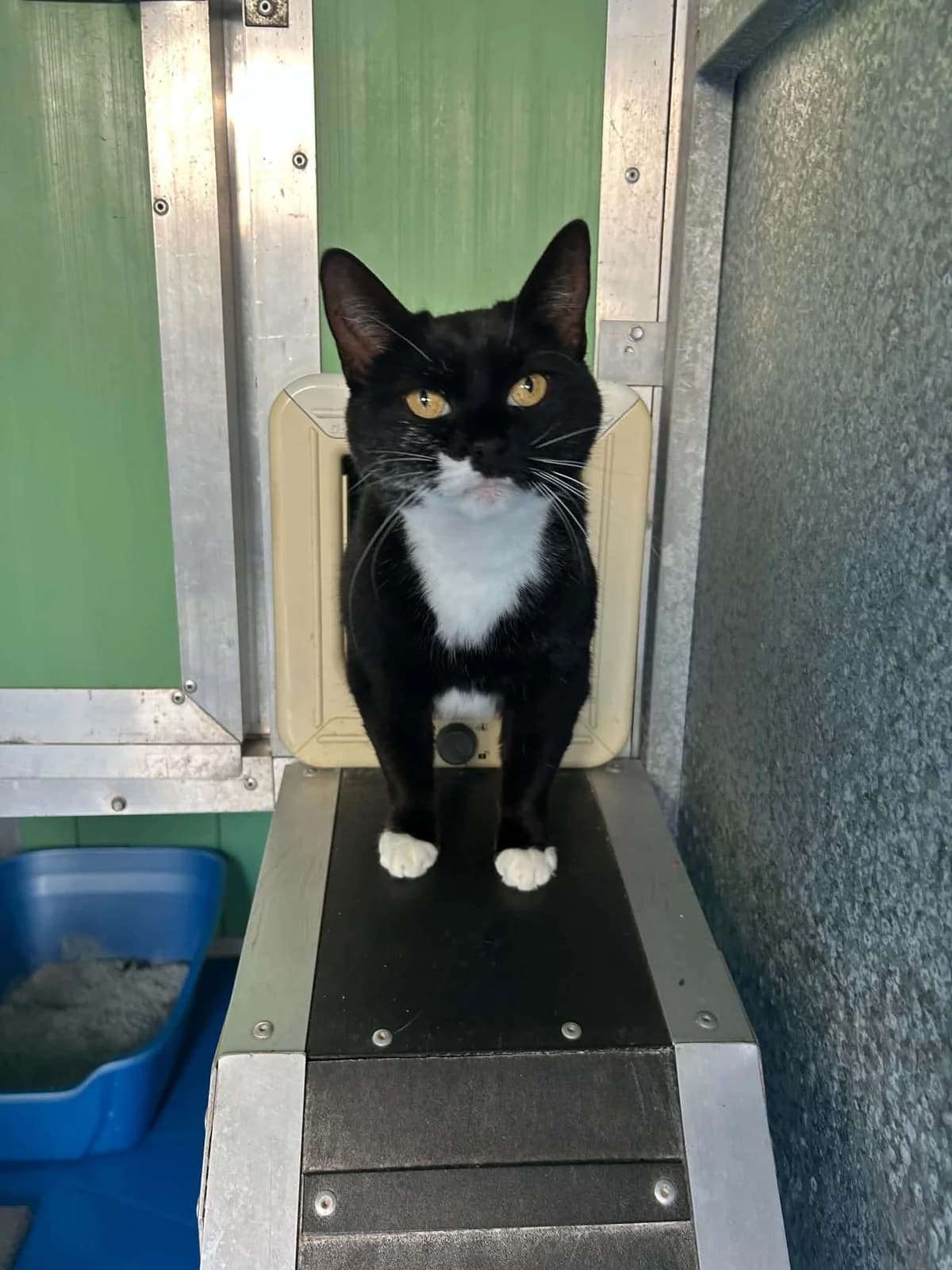 April, 7yo Mixed Breed Cat for adoption at BARK (Babworth Animal Rescue Kennels)