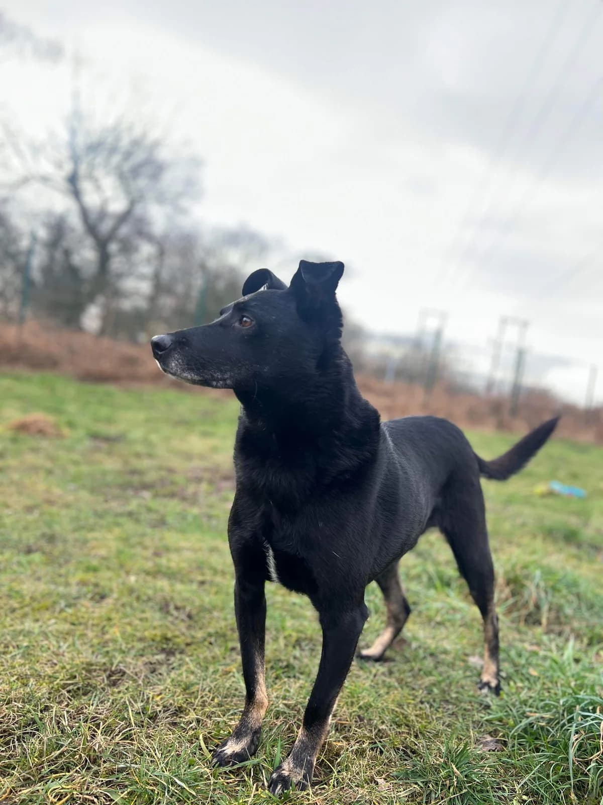 Colin, senior Mixed Breed for adoption at BARK (Babworth Animal Rescue Kennels)