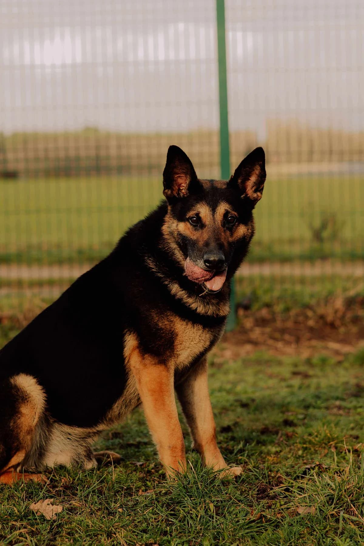 Jasper, 6yo German Shepherd for adoption at BARK (Babworth Animal Rescue Kennels)