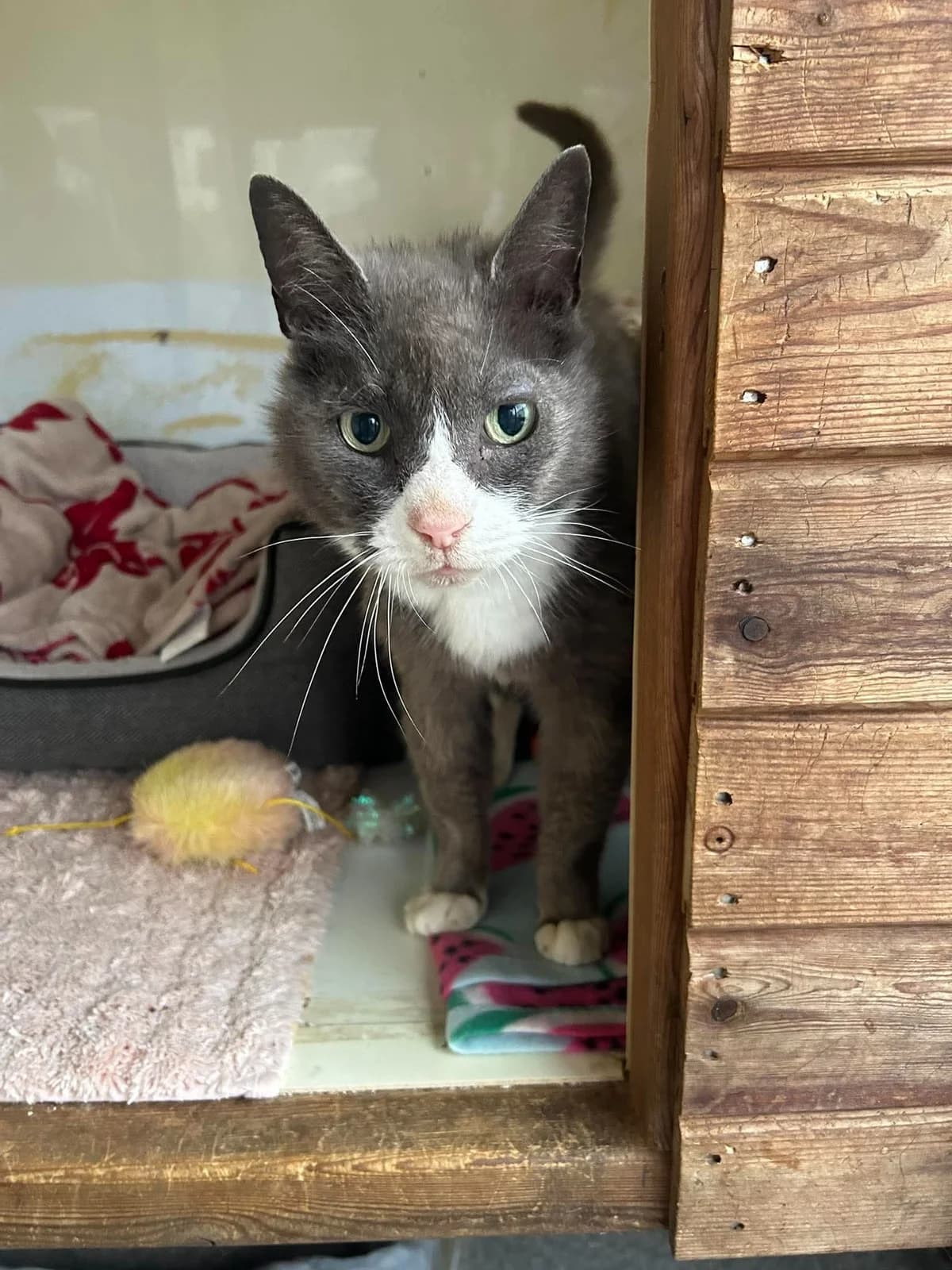 Millie, senior Mixed Breed Cat for adoption at BARK (Babworth Animal Rescue Kennels)