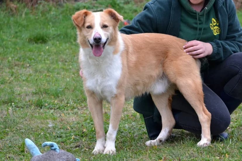 Samba, senior Mixed Breed for adoption at BARK (Babworth Animal Rescue Kennels)