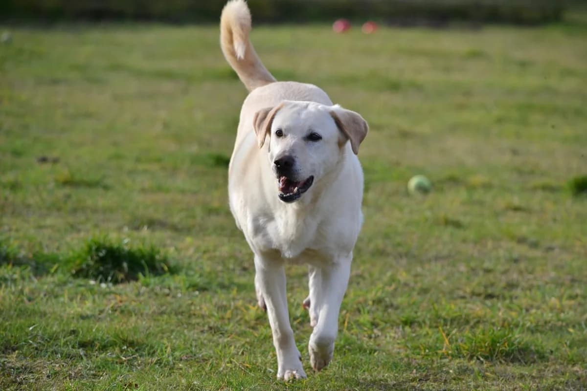 Sara, senior Labrador Retriever for adoption at BARK (Babworth Animal Rescue Kennels)