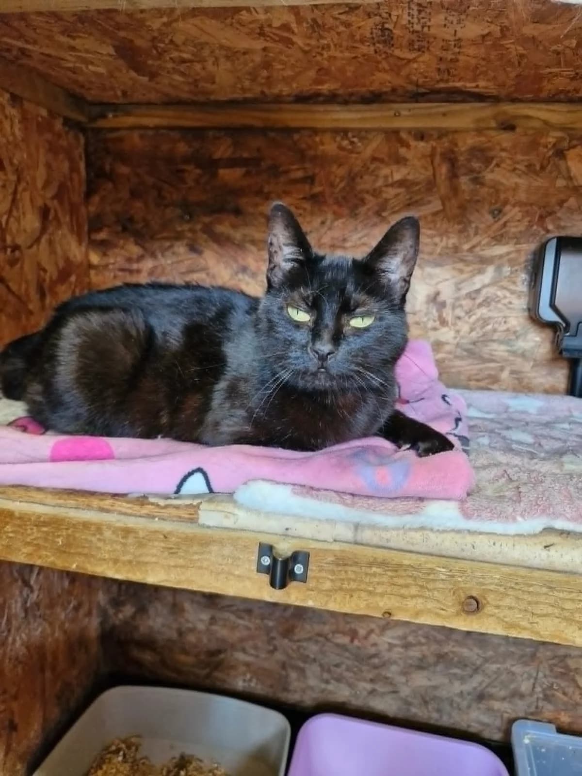 Garcia, female senior Mixed Breed for adoption at BARKS — Banbury Animal Rescue