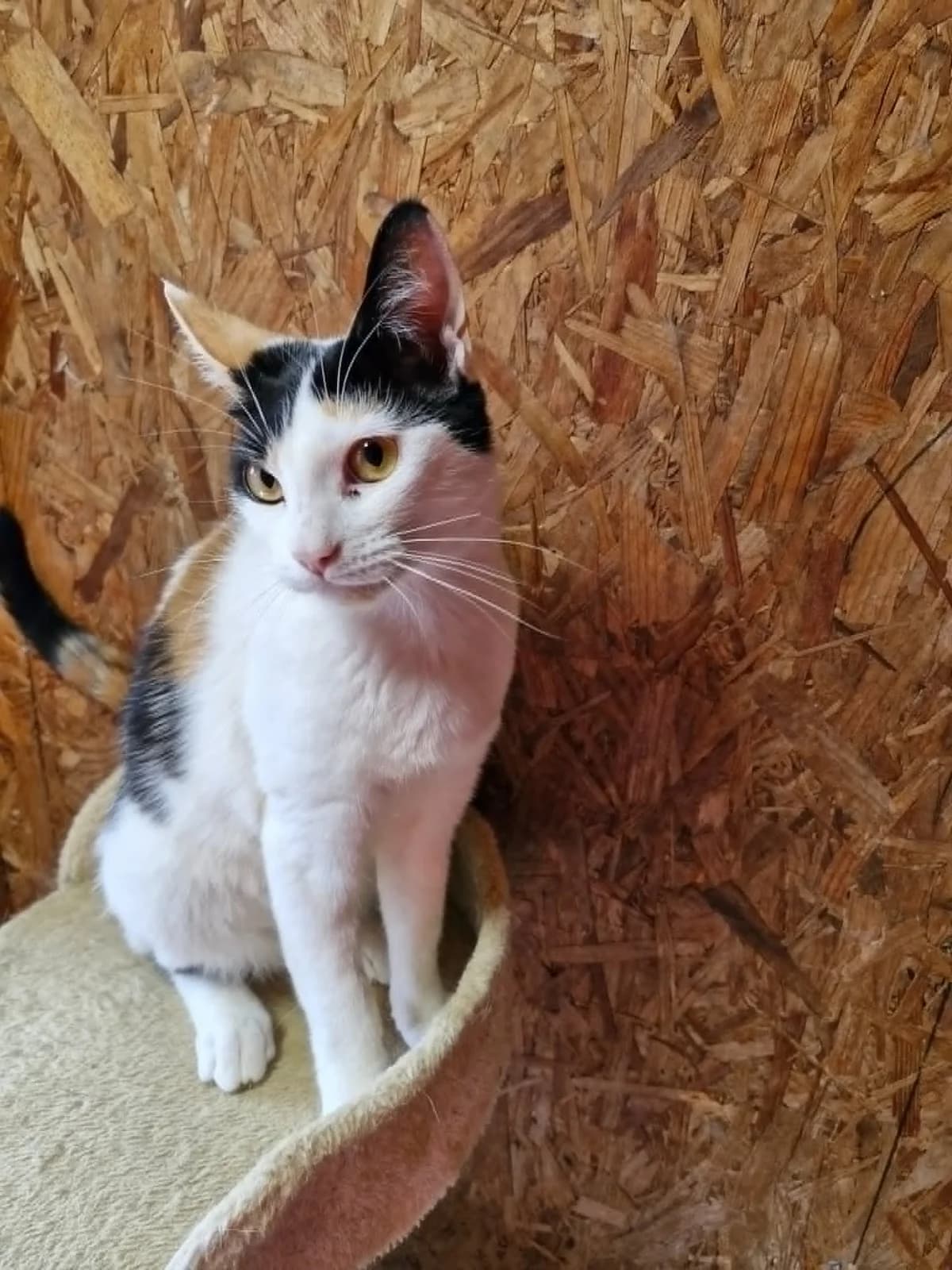 Luna, female young Mixed Breed for adoption at BARKS — Banbury Animal Rescue