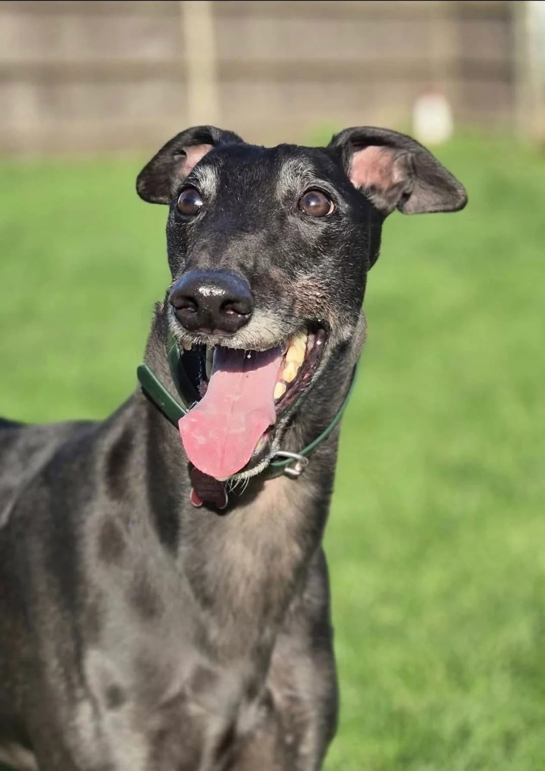 Mufasa, male 6yo Greyhound for adoption at Barley Greyhound Sanctuary