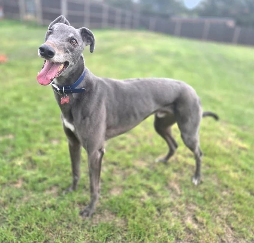 Prince, male 6yo Greyhound for adoption at Barley Greyhound Sanctuary