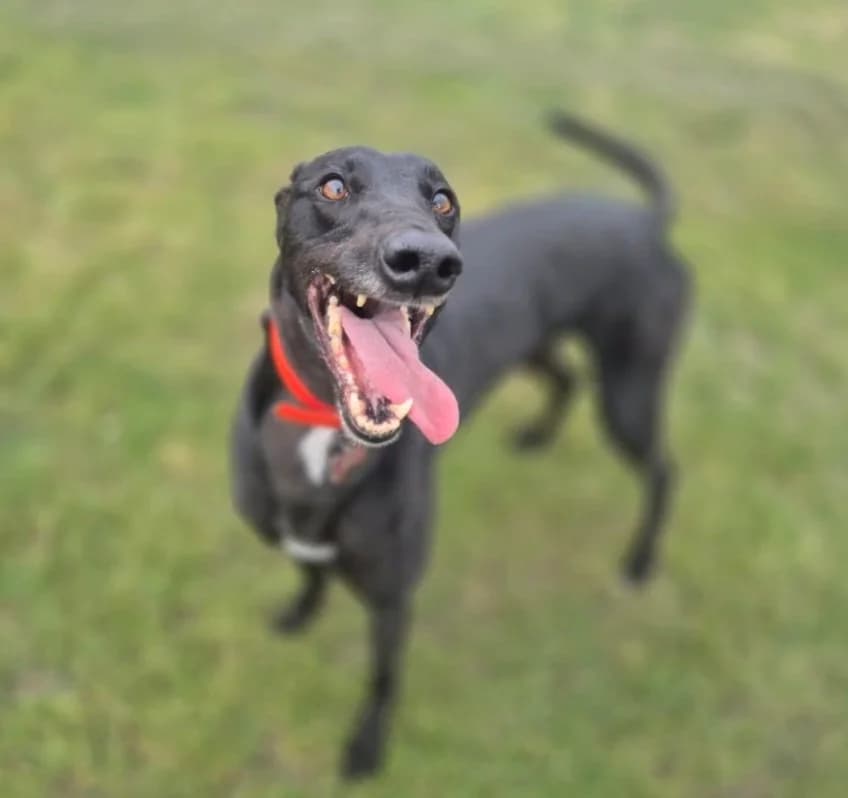Sally, female 5yo Greyhound for adoption at Barley Greyhound Sanctuary