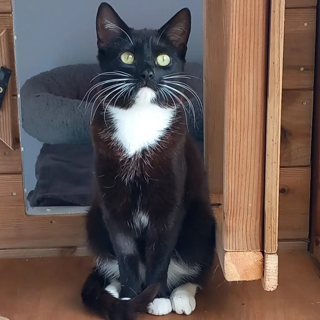 Beauty, female Mixed Breed for adoption at Barnsley and District Animal Rescue Charity