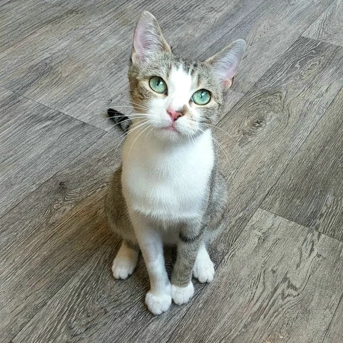 Blossom, female Mixed Breed for adoption at Barnsley and District Animal Rescue Charity