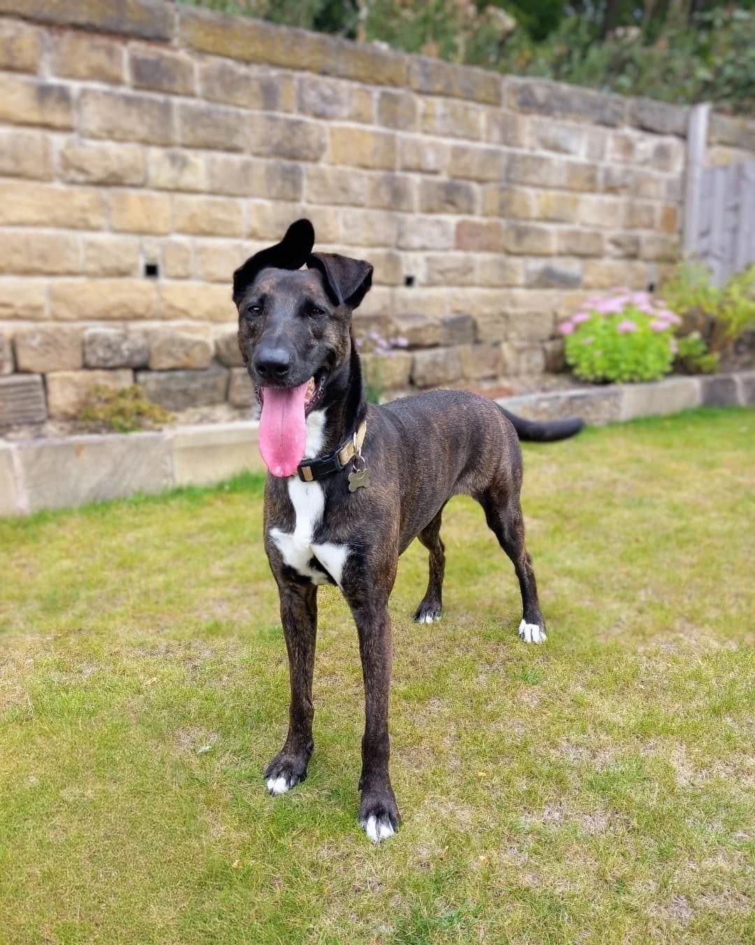Maisie, female puppy Mixed Breed for adoption at Barnsley and District Animal Rescue Charity