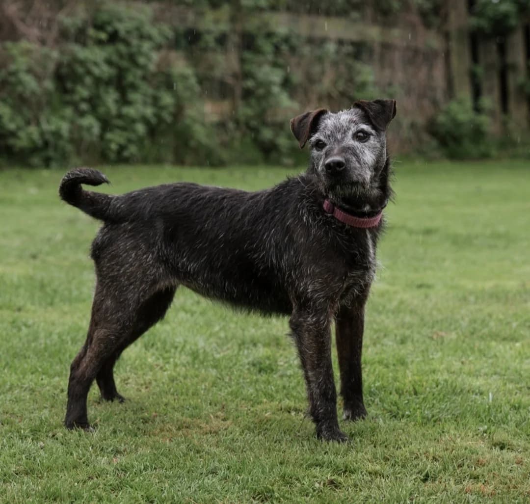 Millie, female Mixed Breed for adoption at Barnsley and District Animal Rescue Charity