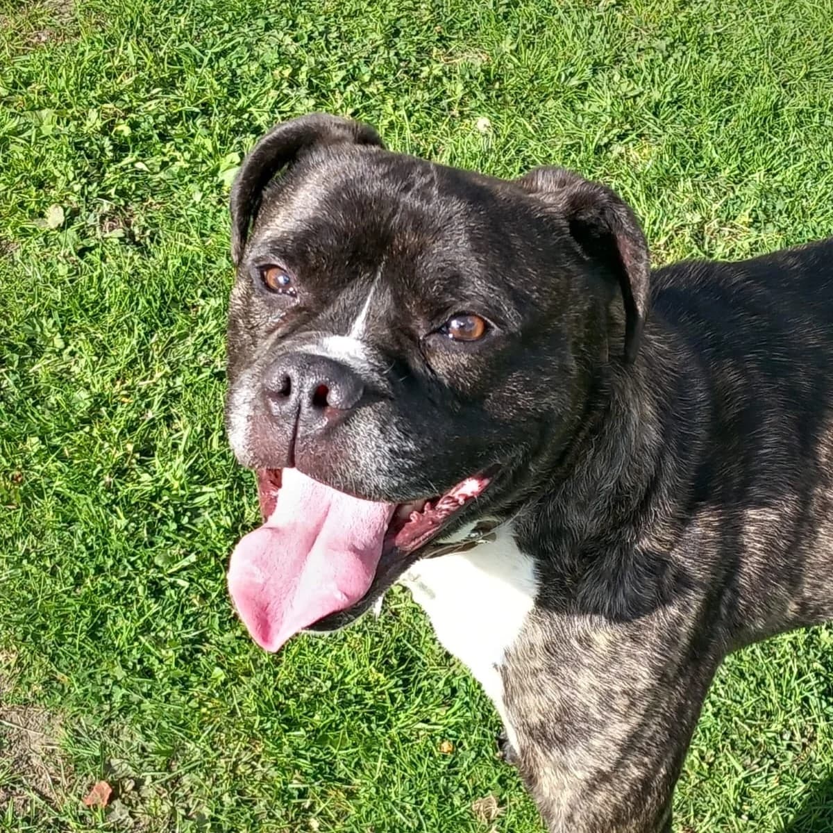 Milo, male Mixed Breed for adoption at Barnsley and District Animal Rescue Charity