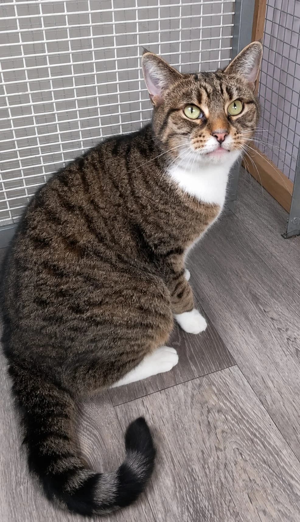 Mocha, female Mixed Breed for adoption at Barnsley and District Animal Rescue Charity