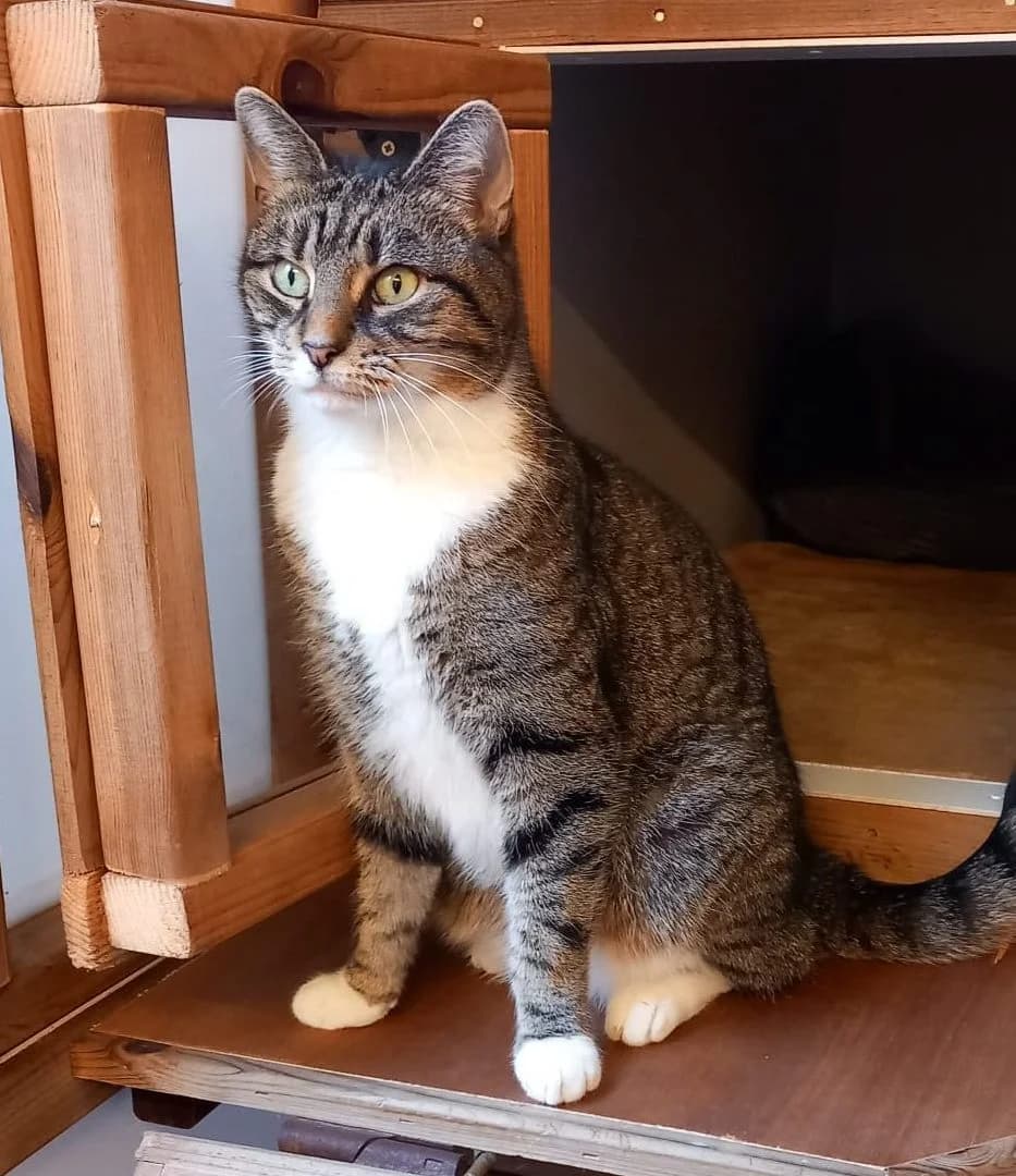 Mocha, female Mixed Breed for adoption at Barnsley and District Animal Rescue Charity