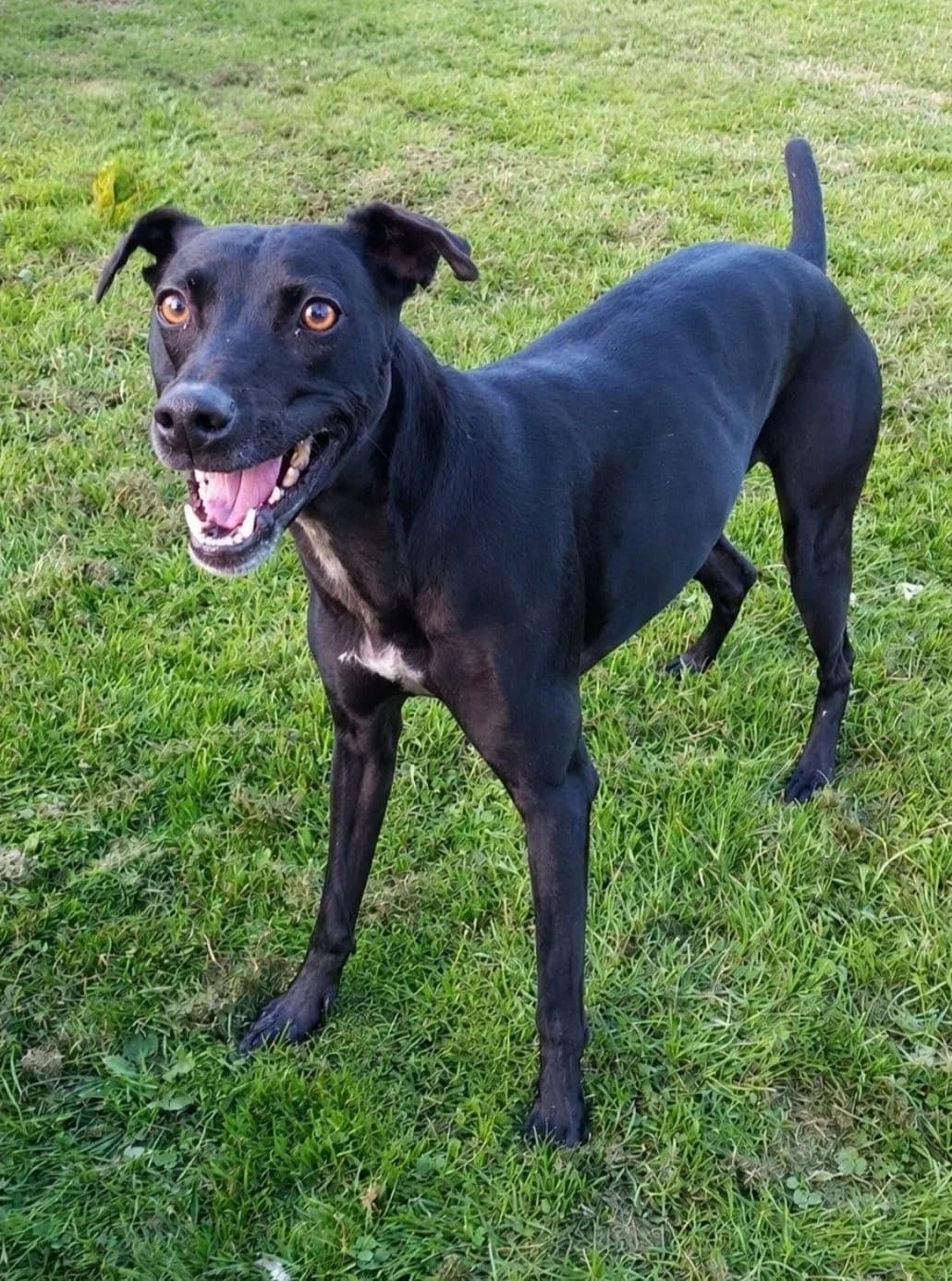 Pixie, female 7yo Mixed Breed for adoption at Barnsley and District Animal Rescue Charity