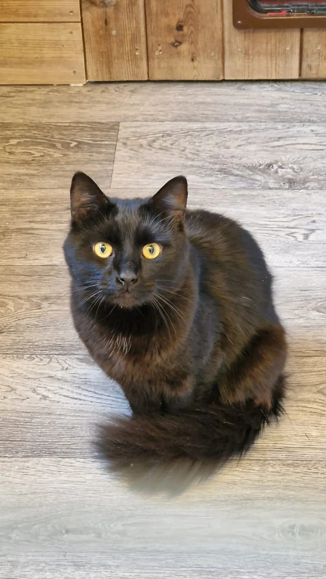 Timmy, male Mixed Breed for adoption at Barnsley and District Animal Rescue Charity