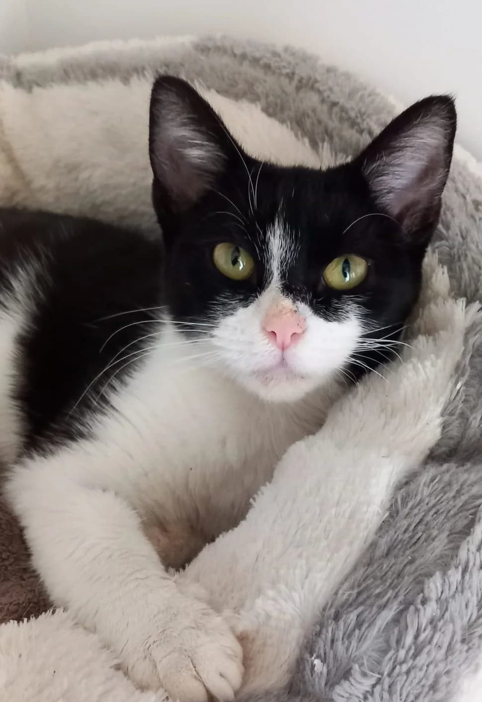 Zoe, female Mixed Breed for adoption at Barnsley and District Animal Rescue Charity