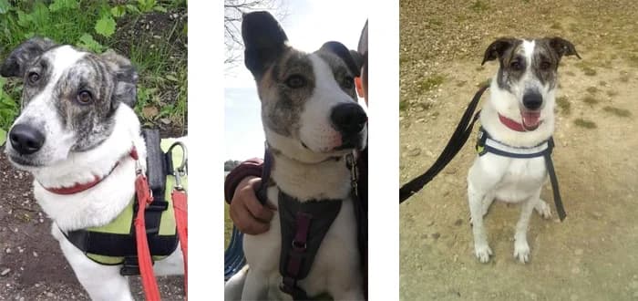 Oscar, 7yo Mixed Breed for adoption at Barnsley and District Animal Welfare