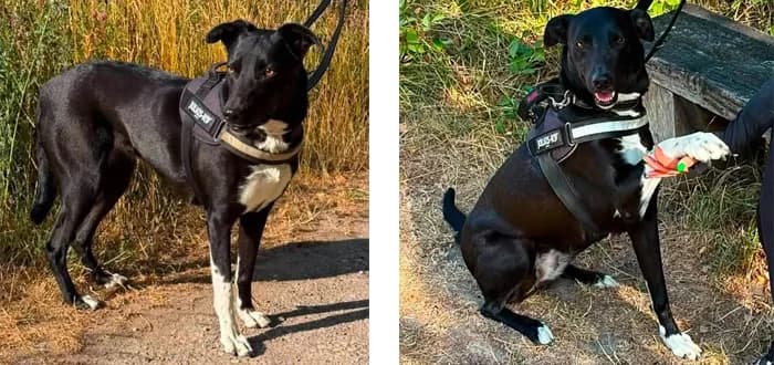 Marnie, female 3yo Collie for adoption at Barnsley and District Animal Welfare
