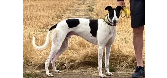 Tom, male young Greyhound for adoption at Barnsley and District Animal Welfare