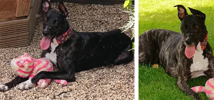 Nala, female young Mixed Breed for adoption at Barnsley and District Animal Welfare