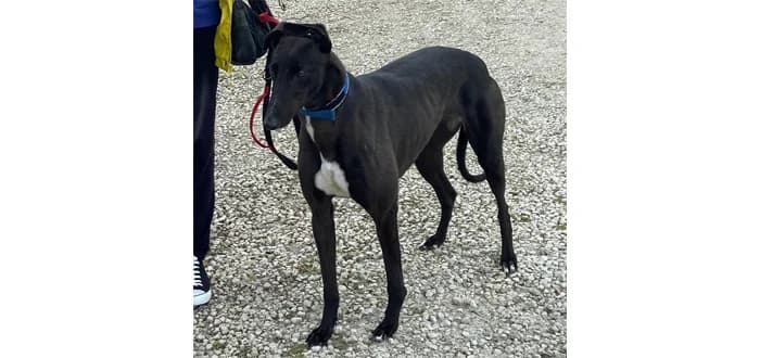 Ellie, female 5yo Greyhound for adoption at Barnsley and District Animal Welfare