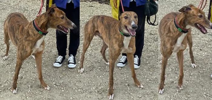 Colin, male 5yo Greyhound for adoption at Barnsley and District Animal Welfare